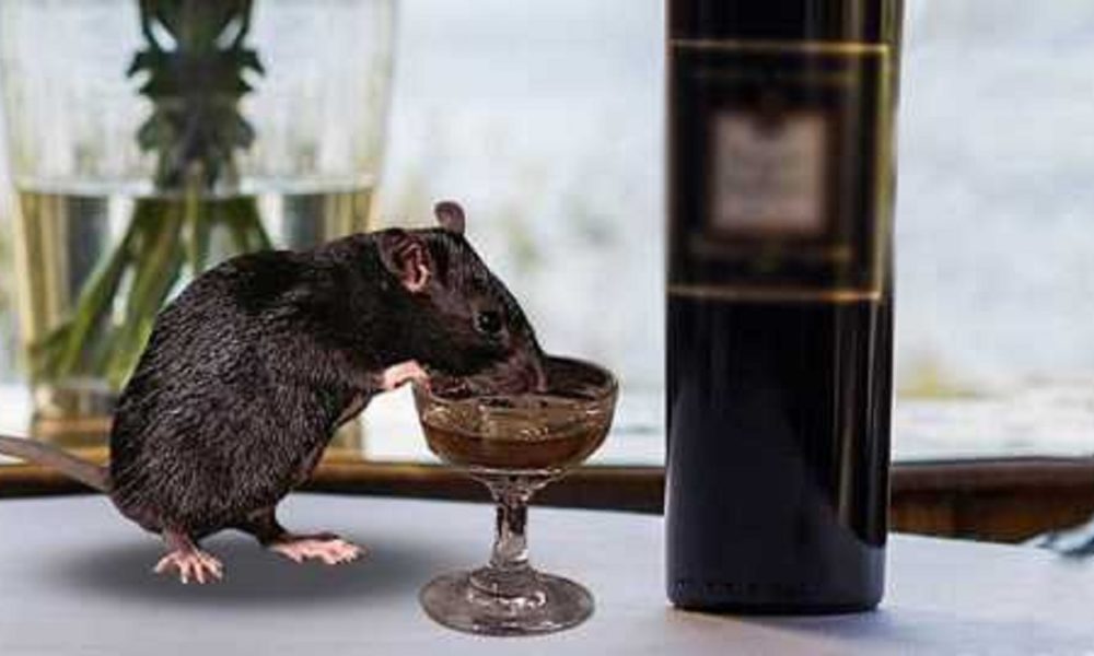 ‘Rats behind missing liquor’