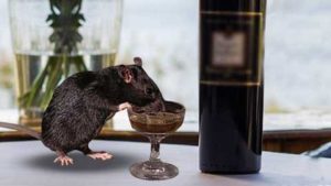 ‘Rats behind missing liquor’