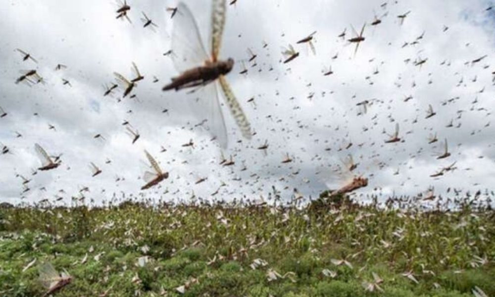 Delhi govt gears up to fight possible locust attack