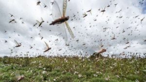 Delhi govt gears up to fight possible locust attack