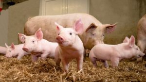 Amid Covid-19, African Swine Fever kills 13,000 pigs in Assam