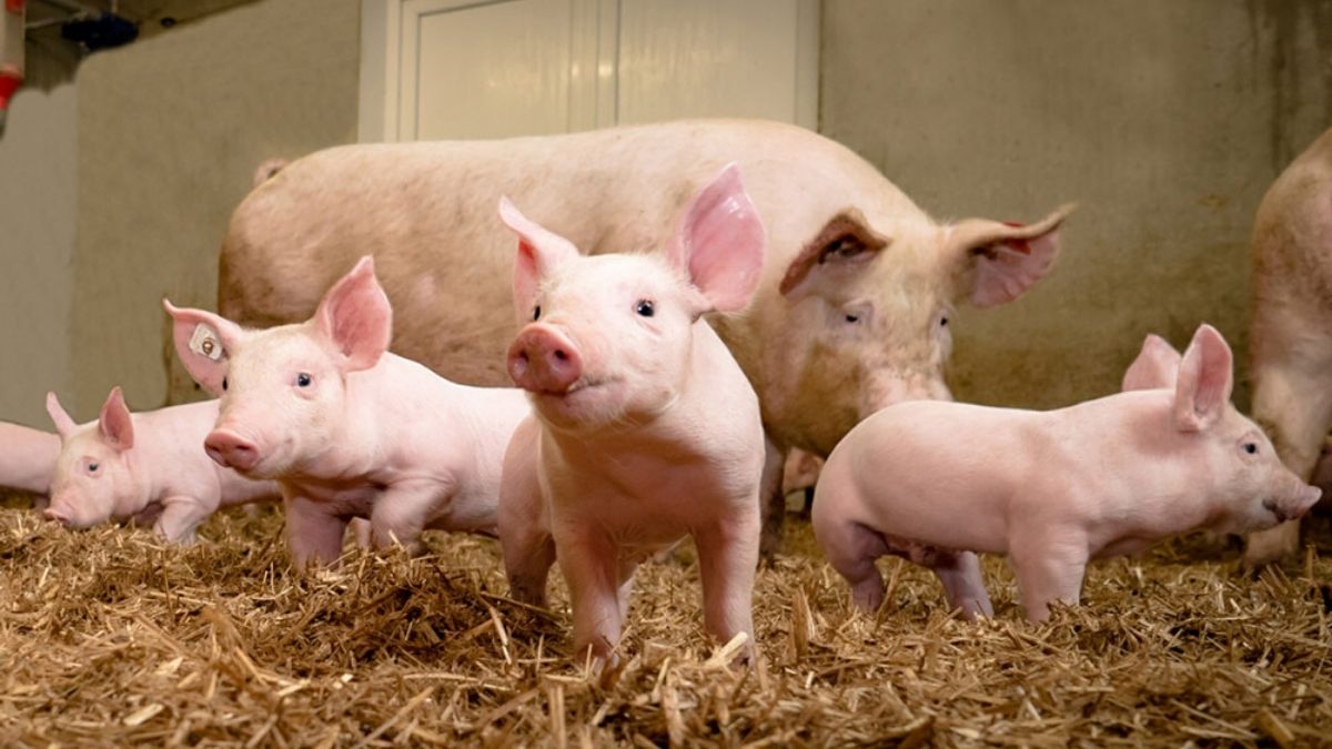 African Swine Fever kills 13,000 pigs in Assam