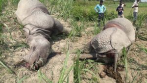 Assam reports zero rhino poaching in 2022