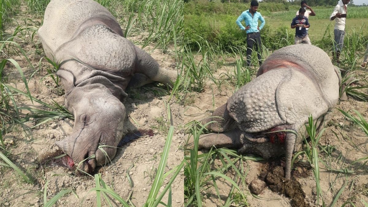 Bihar’s lone rhino dies
