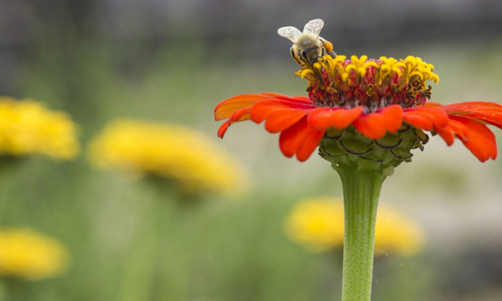 MONEY ISN’T THE REAL WEALTH, BIODIVERSITY IS