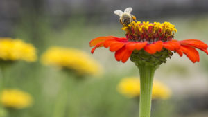 MONEY ISN’T THE REAL WEALTH, BIODIVERSITY IS