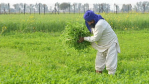 Liberalisation of agriculture: The end of the Licence Raj