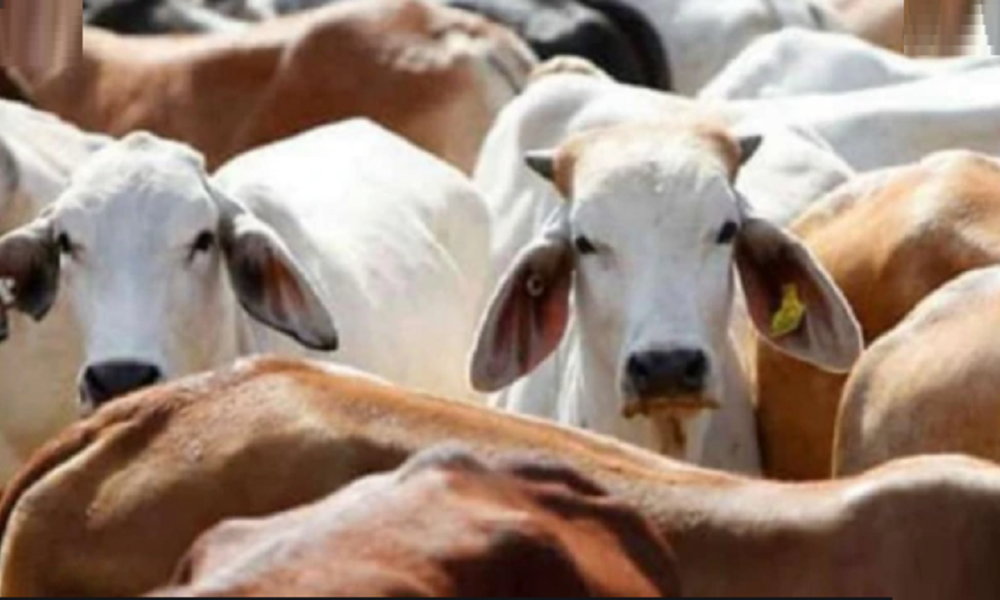 Uttar Pradesh: 29 cows found dead in Mathura