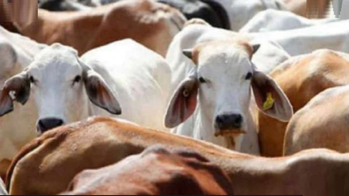 Uttar Pradesh: 29 cows found dead in Mathura