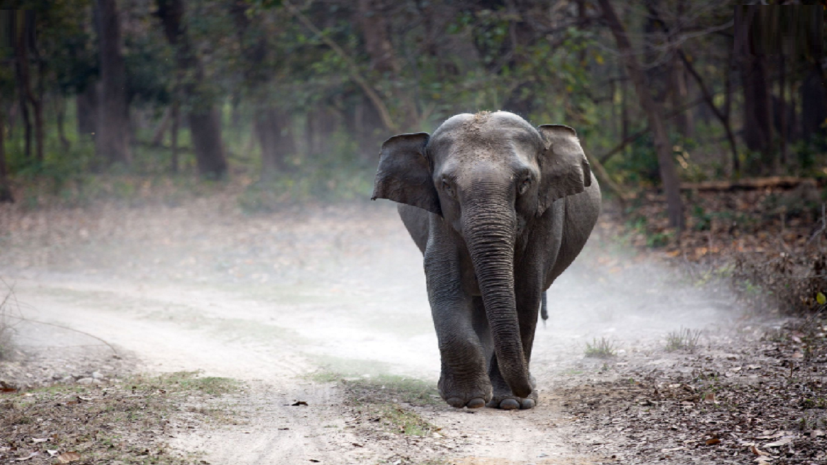 Wild elephant calf found dead in Jorhat; cause unknown