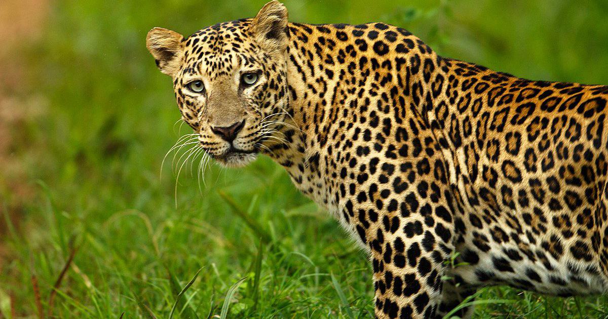 Leopard spotted in residential area of Greater Noida