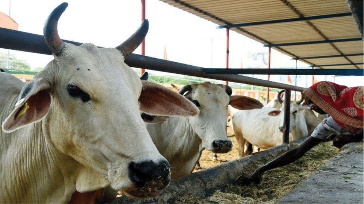 FARMING COWS FOR BEEF IS DISASTROUS FOR LIFE ON THIS PLANET - The Daily  Guardian
