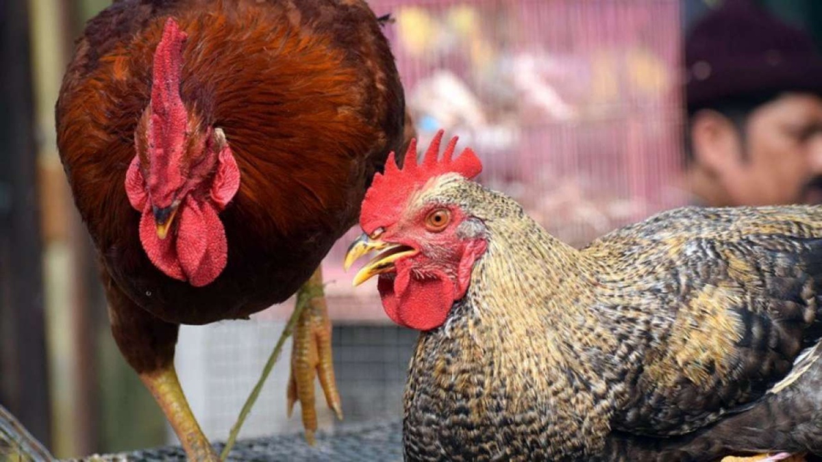 Delhi sees 50% fall in bird flu complaint calls