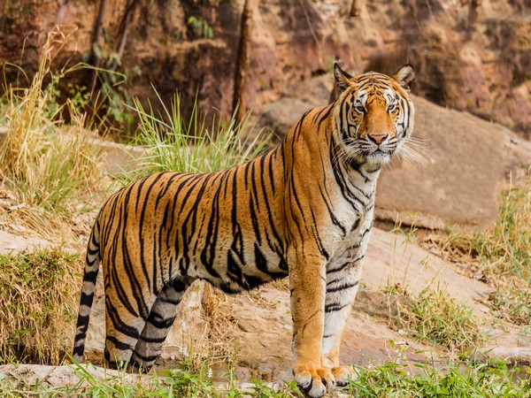 Tiger Kishan dies from cancer in Lucknow Zoo