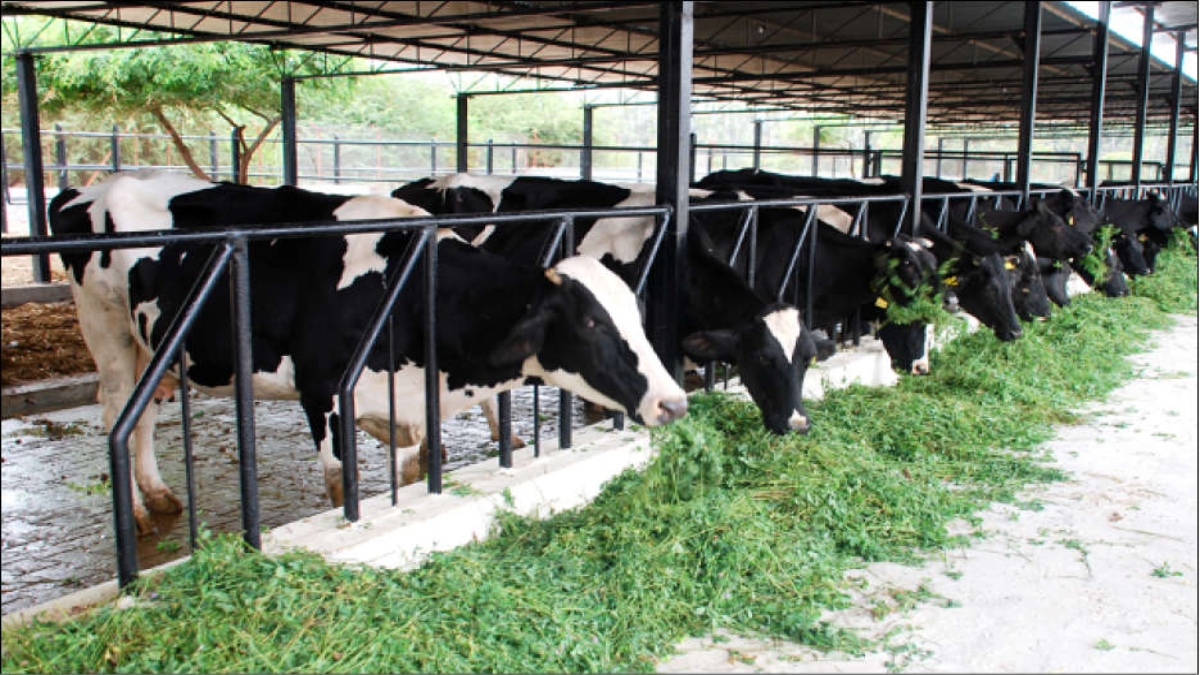 India’s giant leap forward in dairy sector with breed improvement