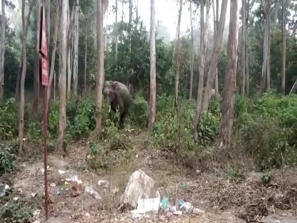 Assam: Three wild elephants die of electrocution in Kamrup