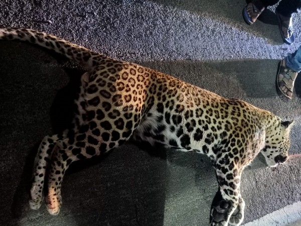 Leopard found dead on Delhi-Meerut Expressway