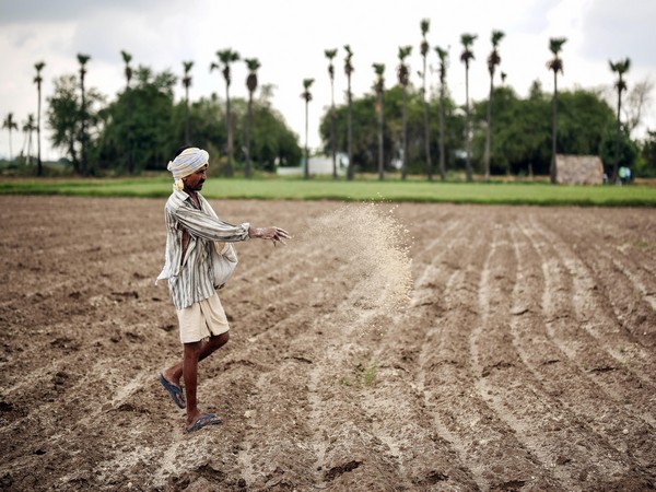 Farmers upset over damage sustained by crops after rains in Moradabad