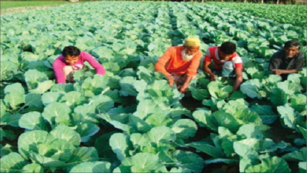 Discovering the new frontiers of organic farming in India
