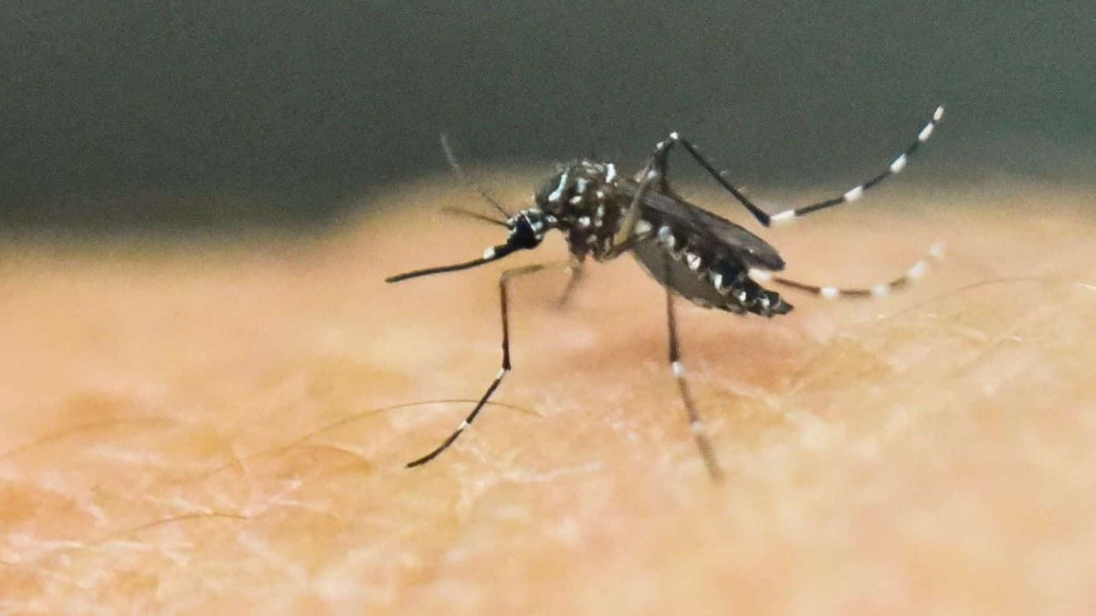 5 yr-old-girl tests Zika virus positive