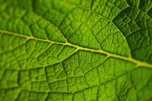 WHAT IS KRATOM GOOD FOR?