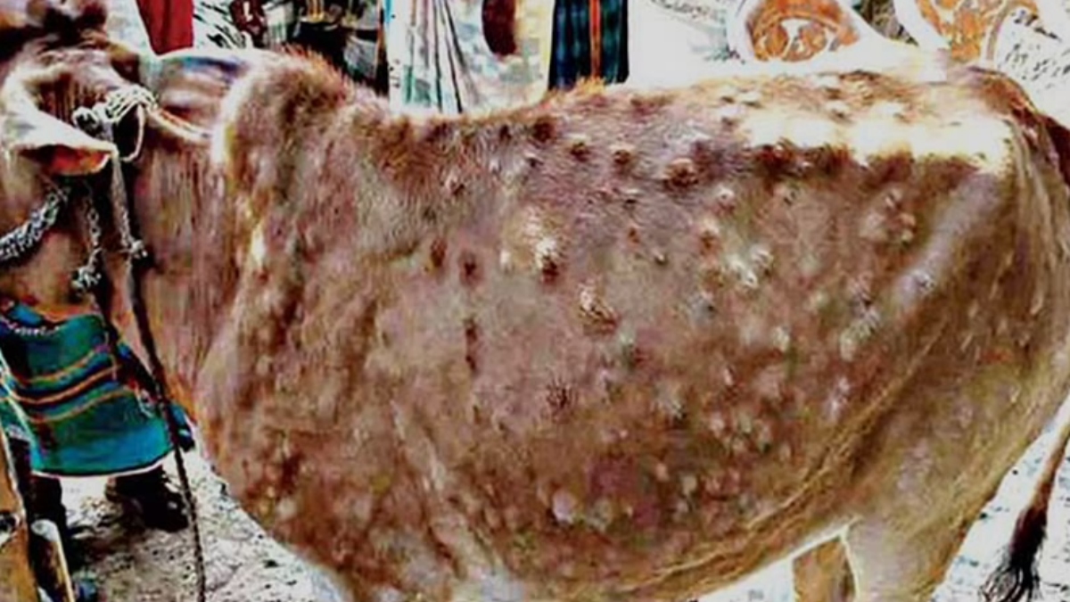 Lumpy skin disease affects Haryana at large scale - The Daily Guardian