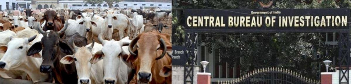 Raids conducted in West Bengal in cattle smuggling case