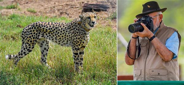 Task force to decide when people can see cheetahs, says PM Modi