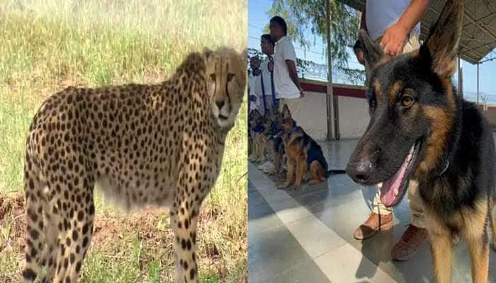 ‘Super Sniffer’ dog squad to protect Namibian cheetahs