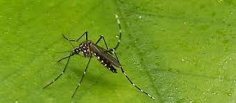 Delhi witnesses’ huge surge in dengue cases: experts