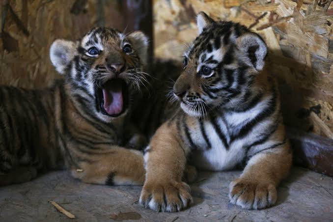 Man posted whatsApp story for selling Tiger’s cubs, booked
