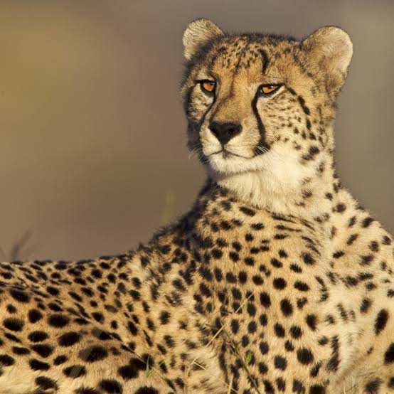 Project Cheetah: PM Modi to introduce Cheetahs brought from Namibia by Boeing 747