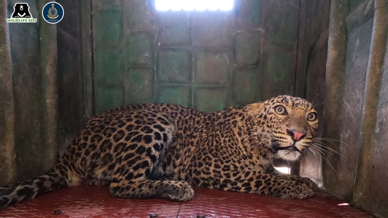 Nashik: Forest department rescues Leopard in Deolali camp area