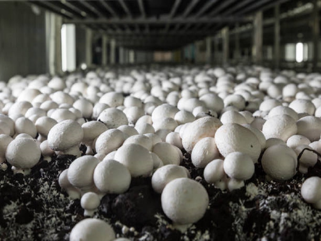 Prisoners being trained in mushroom cultivation