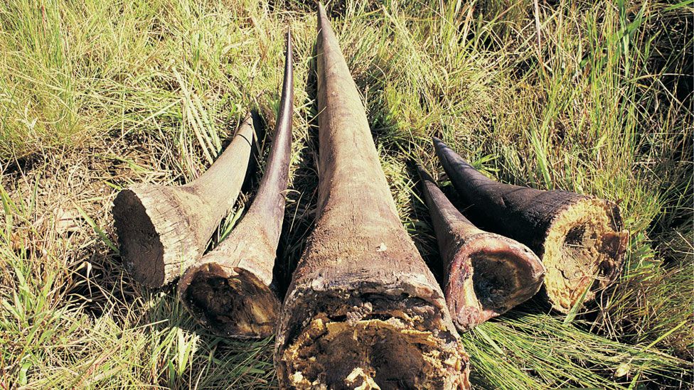 Two rhino horn traders arrested near Kaziranga National Park