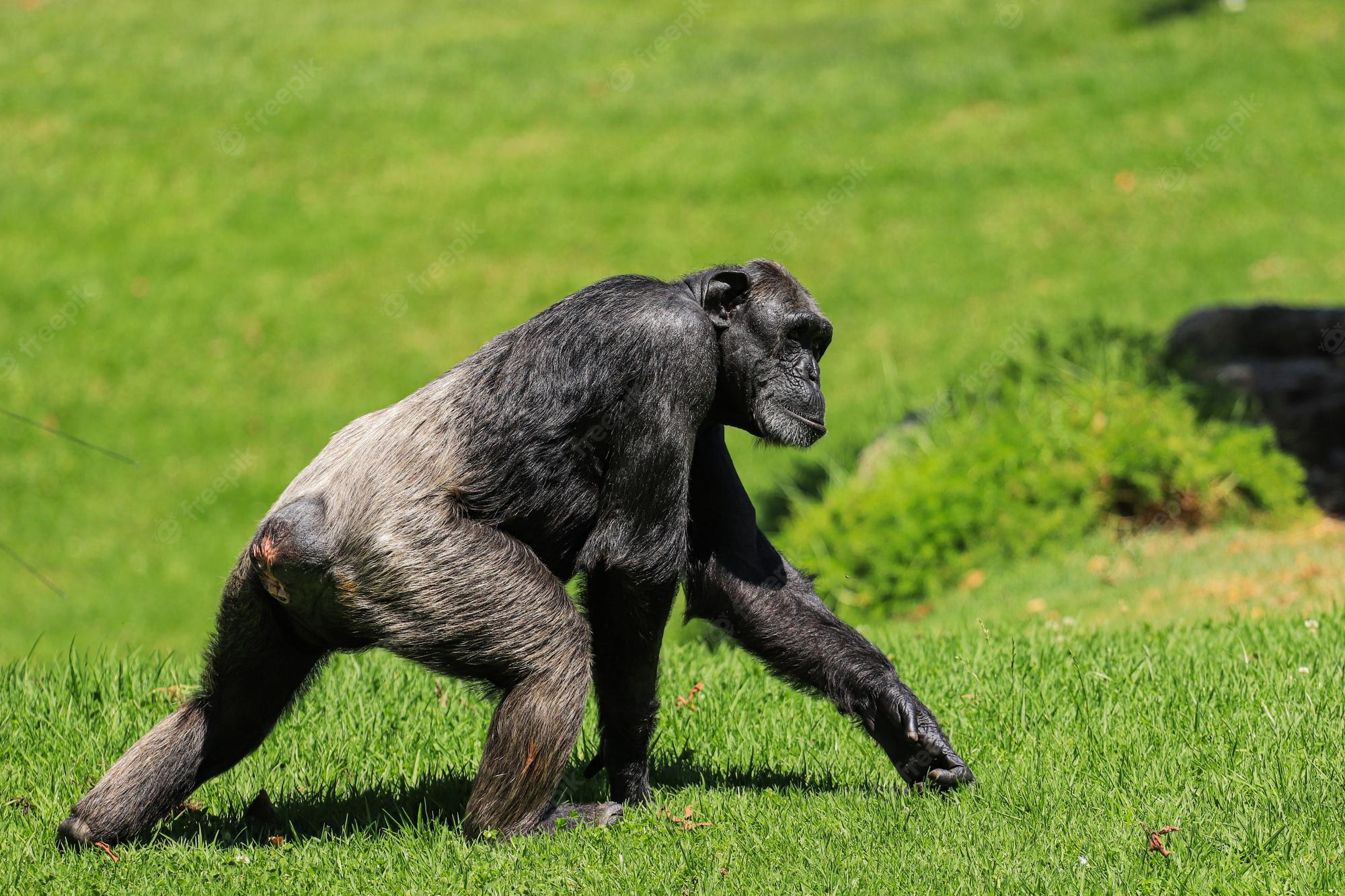 Chimpanzees sync their footsteps like humans