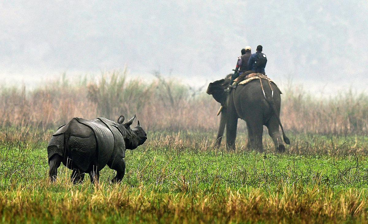 Kaziranga National Park, Tiger Reserve to open for tourists from Oct 2