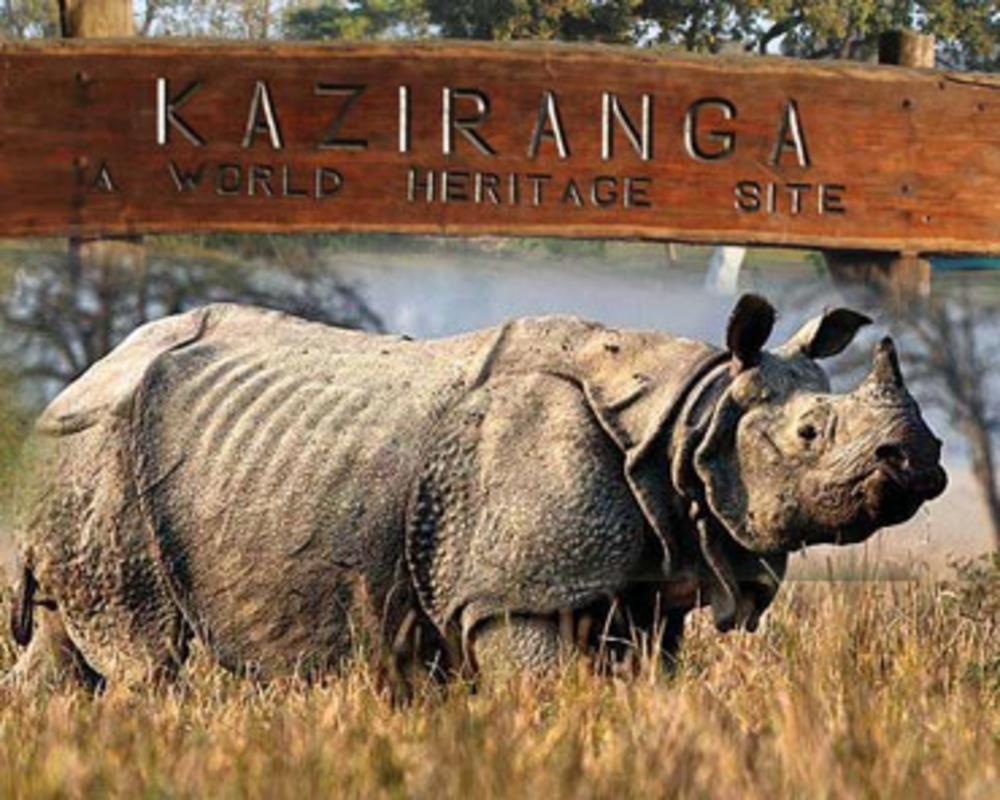 Kaziranga National Park and Tiger Reserve reopens for tourists