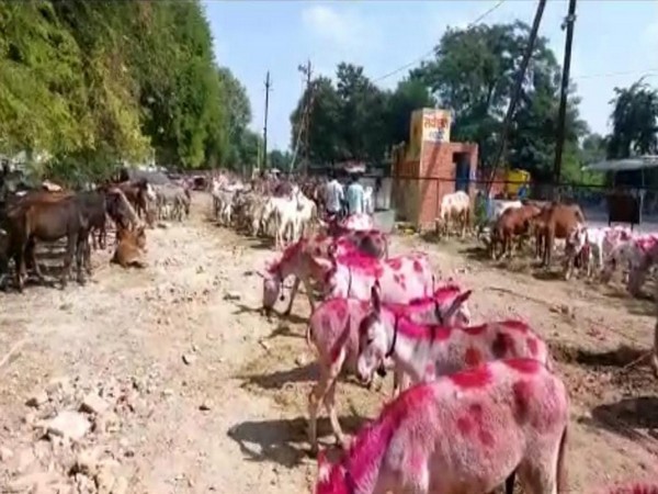 Traditional ‘Donkey Fair’ organised in Madhya Pradesh’s Ujjain