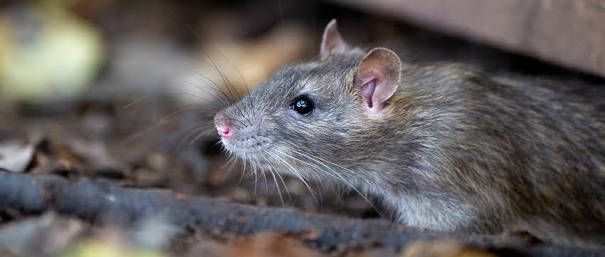 Man charged for drowning rat in drain after tying it to brick