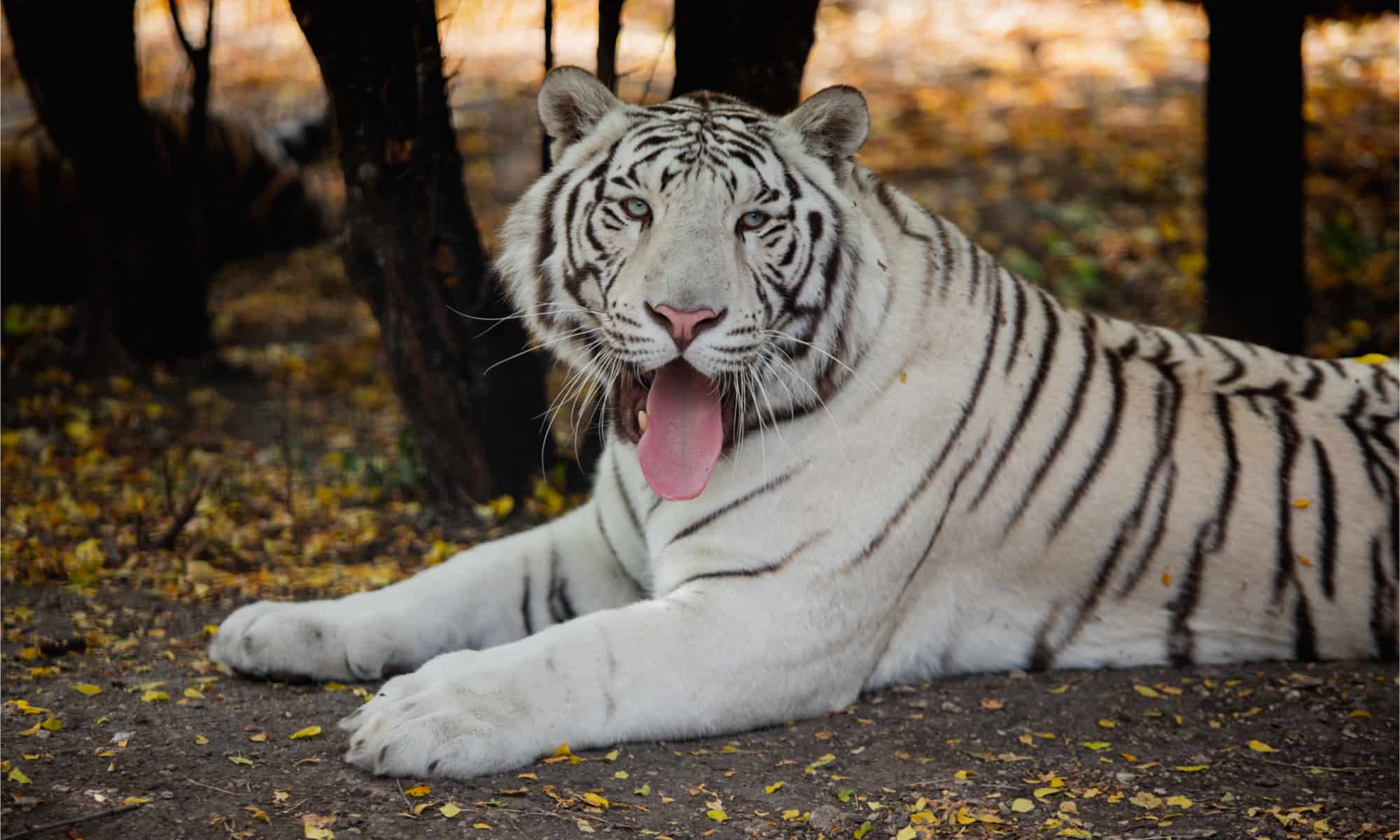 Chhattisgarh: White tiger ‘Singham’, released in Maitri Bagh Zoo