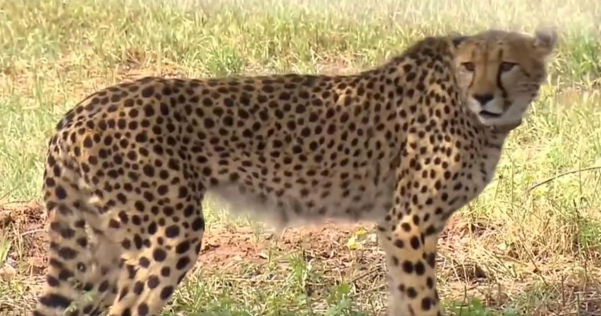 2 Cheetahs released in Kuno National park’s bigger enclosure, PM Modi amused