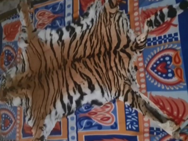 STF seizes Royal Bengal Tiger’s skin
