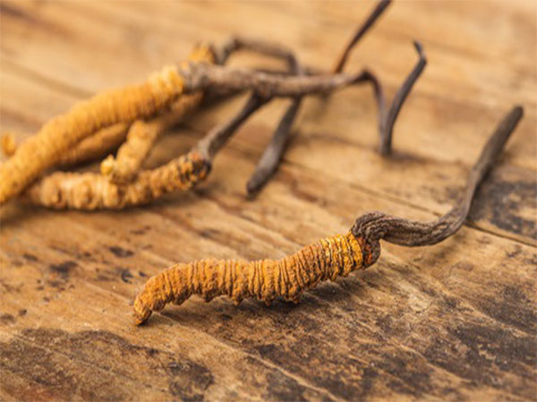China Enters Into Indian Territory To Collect Cordyceps Fungus