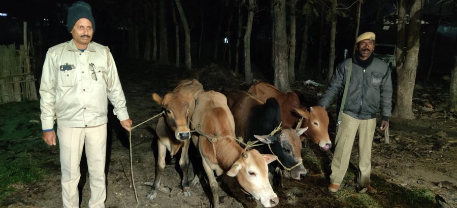 Police recover four cattle in Assam