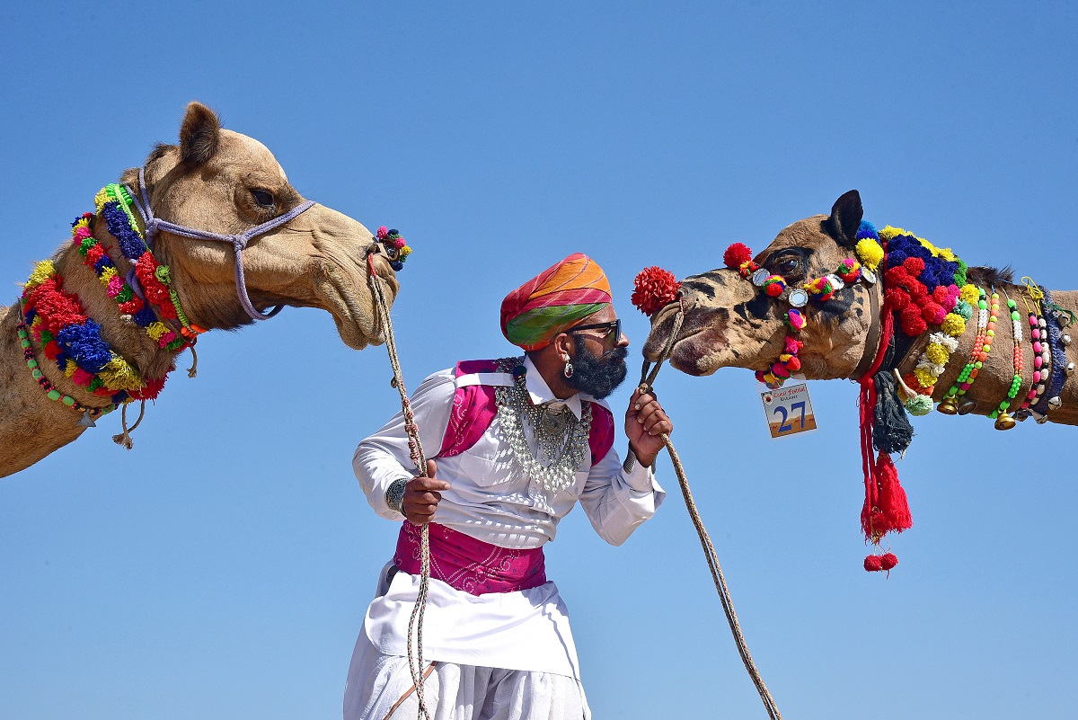 International Camel Festival: A man in traditional Rajasthani attires with his camels