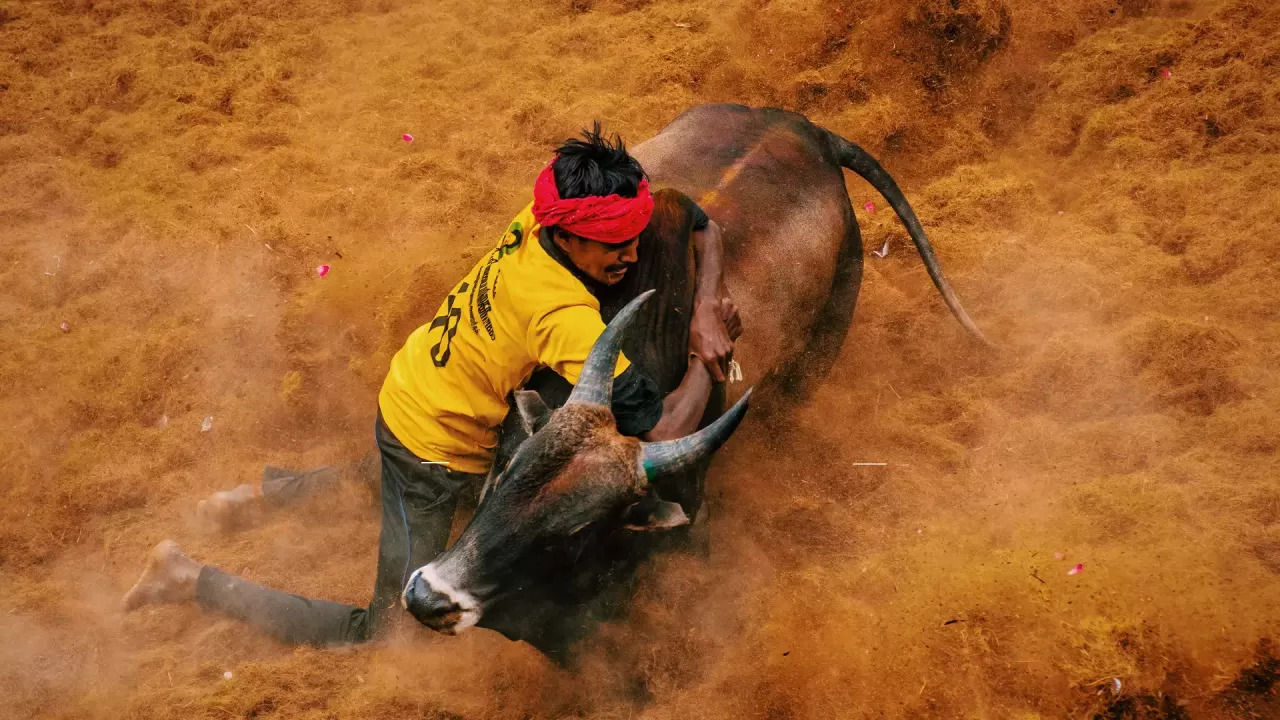 Bull tamer killed in Madurai