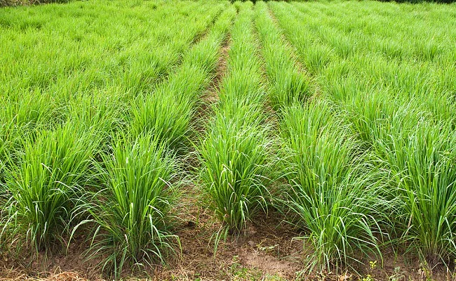 Lemongrass and Mushroom cultivation changing Lives in Bihar