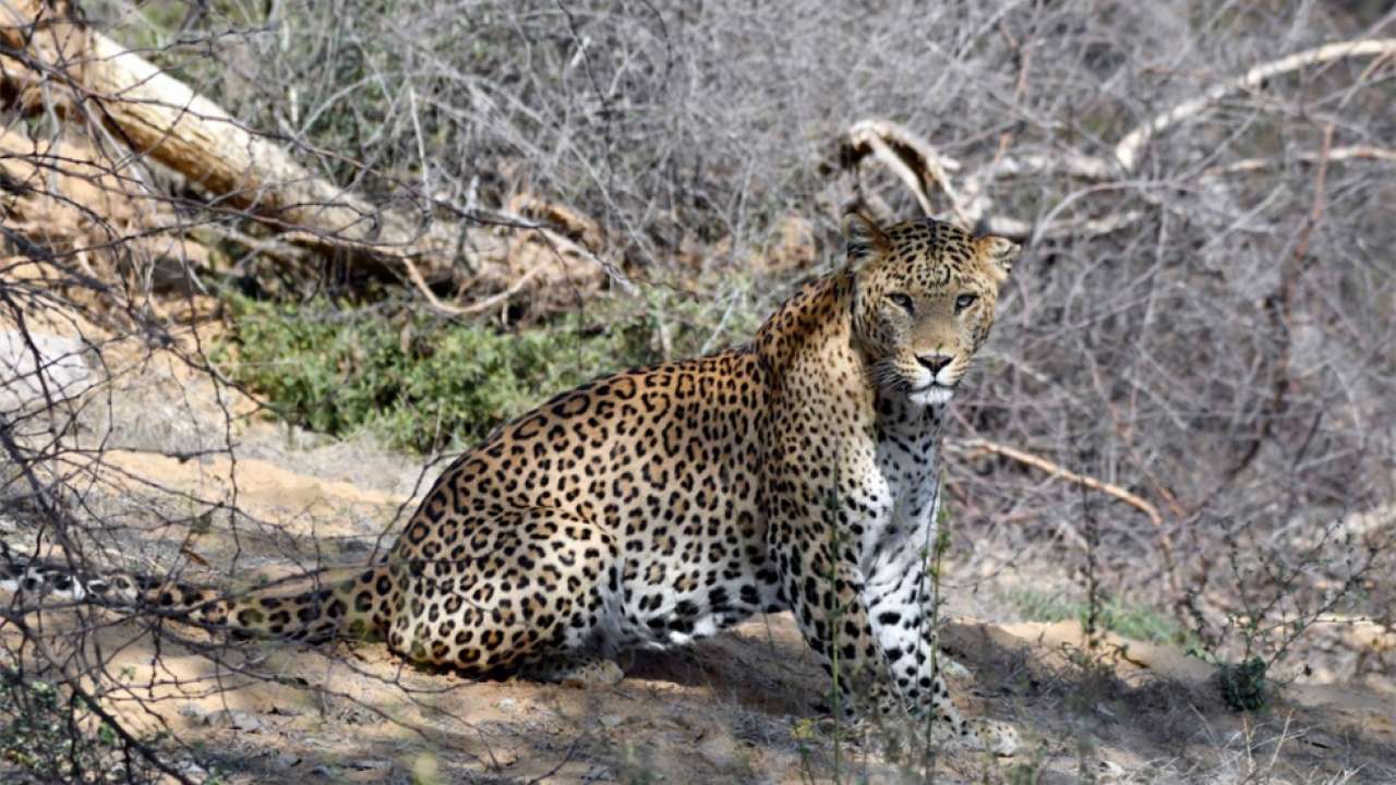Leopard sighted in Bengaluru University campus, movement restricted
