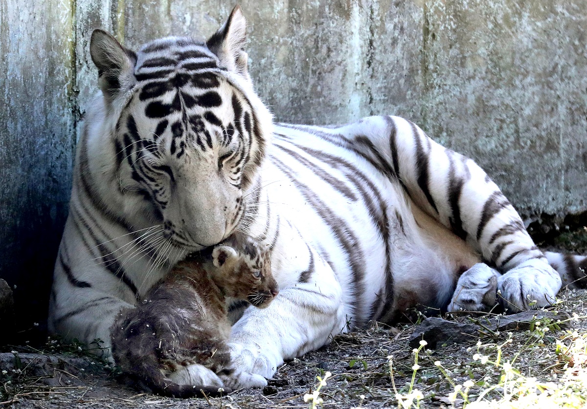 Kamla Nehru Zoological Park: A white tigress with her cub